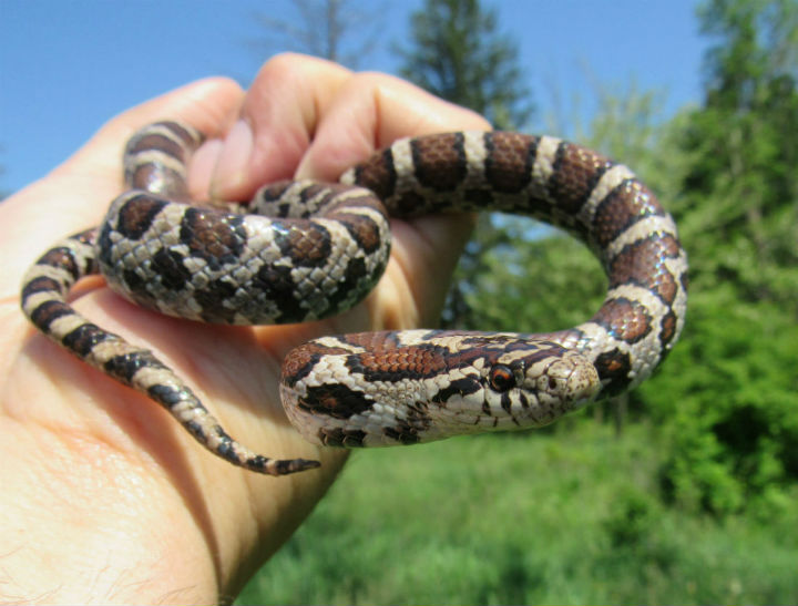 Eastern Milk Snake